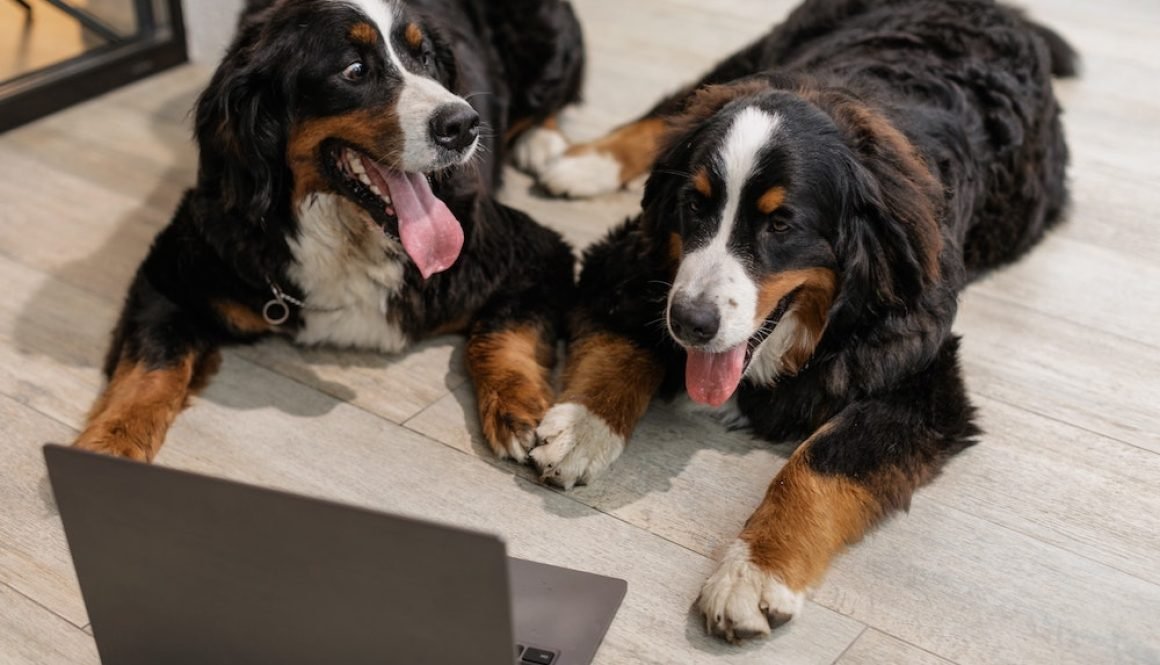 mikey-boy-productions-love-pets-move