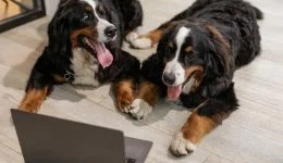 mikey-boy-productions-love-pets-move